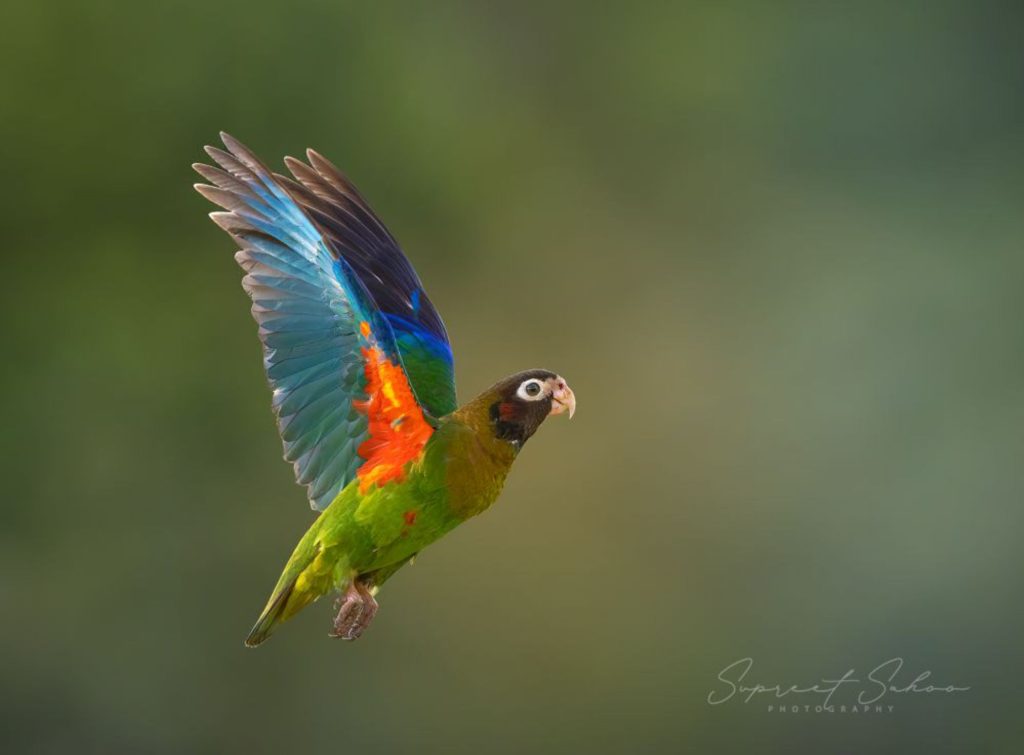 costa rica (26)